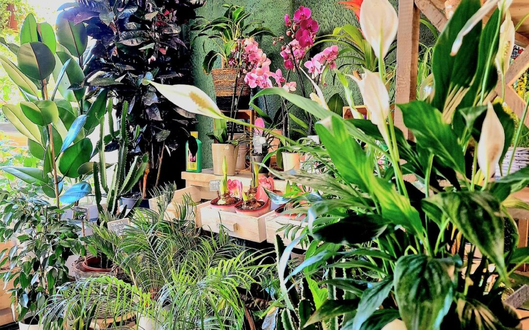 Comment arroser les plantes d&rsquo;intérieur