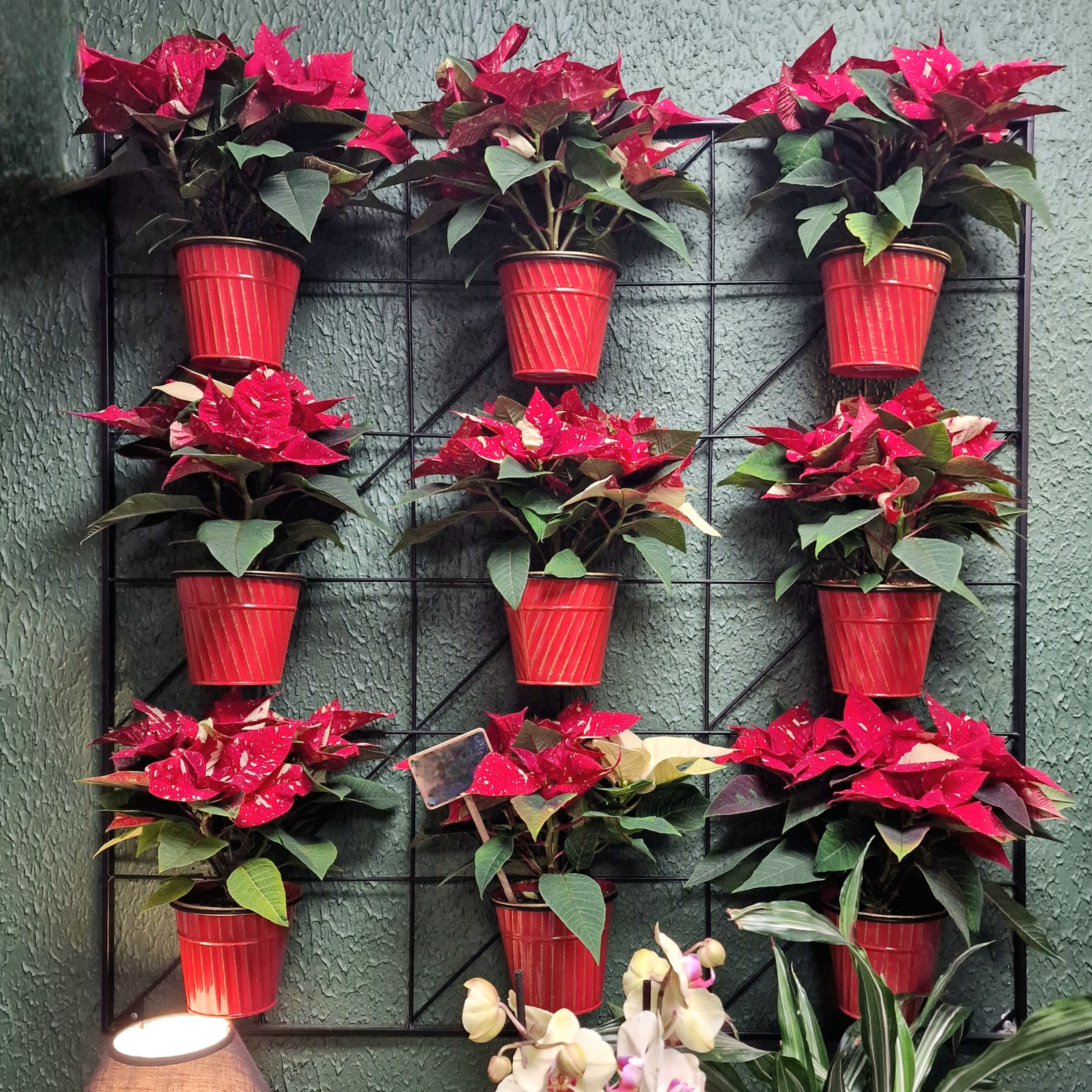 Fleuriste Noël Poinsettia Amazonie Sète