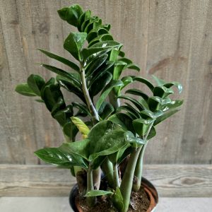 Zamioculcas zenzi