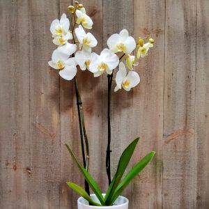 Orchidée phalaenopsis blanche