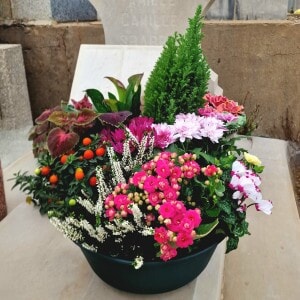 Coupe de plantes rose soutenu