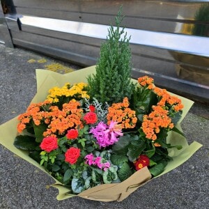 Coupe de plantes colorée