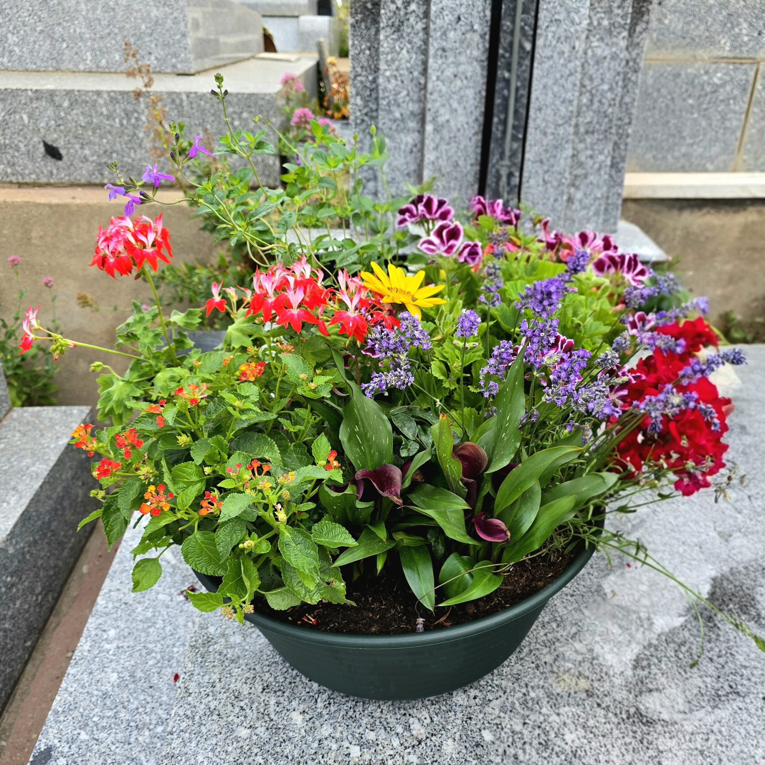 Coupe de plantes estivale