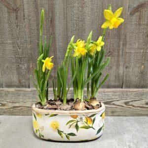 Jardinière de narcisses