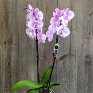 Orchidée phalaenopsis rose