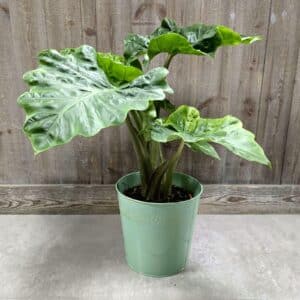 Alocasia Low Rider