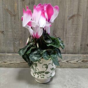 Cyclamen Pinky et son pot vintage