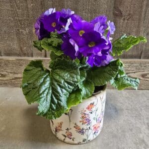 Primevère obconica dans son joli pot