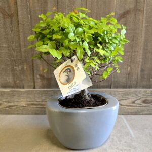 Bonsaï de sageretia