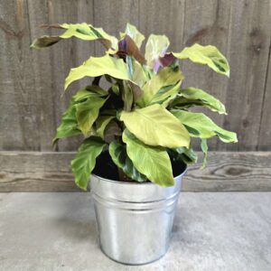 Calathea yellow fusion