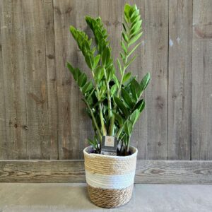 Zamioculcas