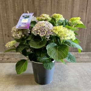 Hortensia d'intérieur bleu