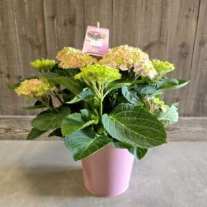 Hortensia d'intérieur rose