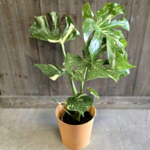 Monstera Thai Constellation